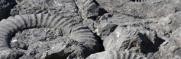 La Dalle à Ammonites