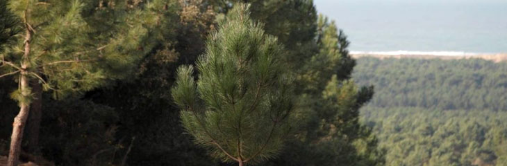 Foret de la Coubre