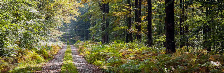 La Forêt de Bercé