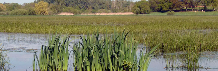 Marais de Goulaine