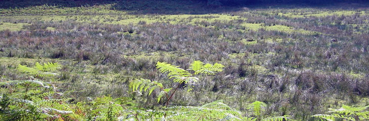 Tourbières des Dauges