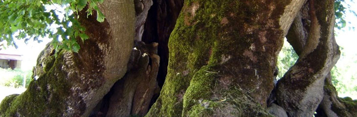 Le Tille de Bracon