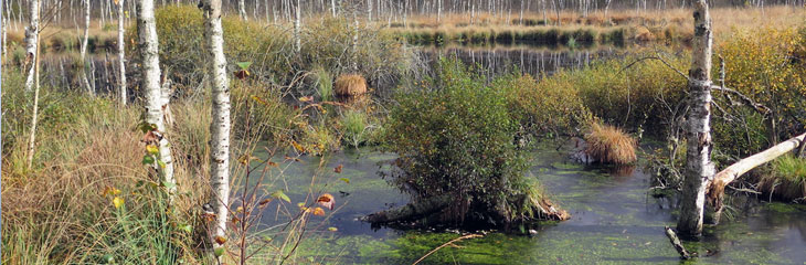 Tourbière de la grande Pile