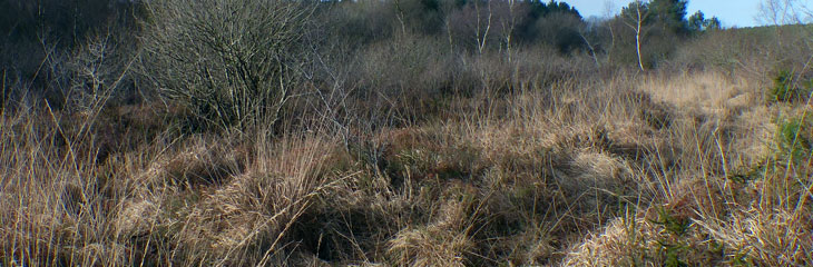 Tourbières de Kerfontaine