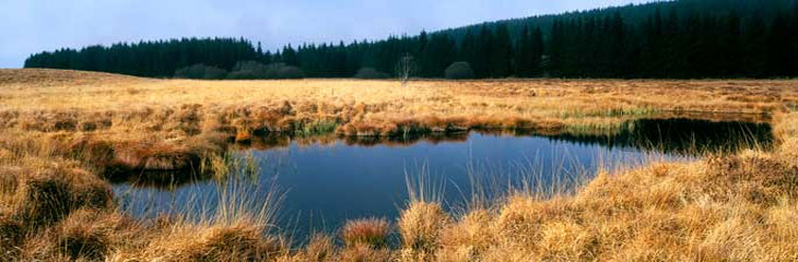 Tourbière de la Plaine Jacquot