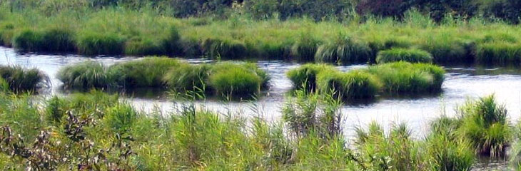 Petite Camargue alsacienne