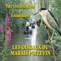 Les Oiseaux du Marais Poitevin