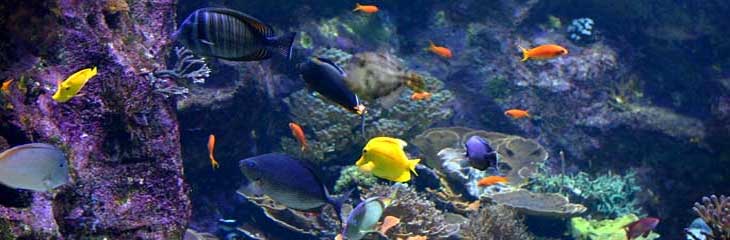Seaquarium - Musée de la mer