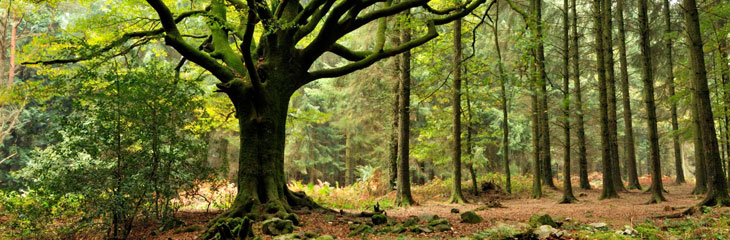 Paimpont et la forêt de Brocéliande
