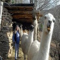 Les Lamas de la Montagne Noire