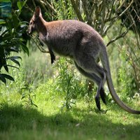 Réserve zoologique de Sauvage