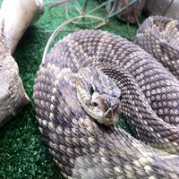 Reptiland