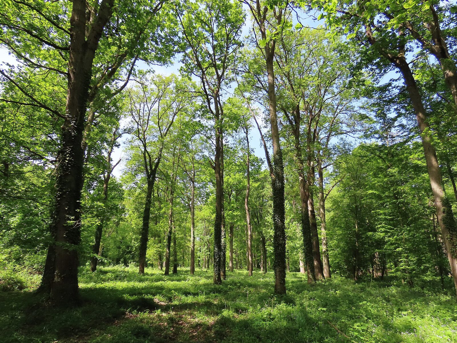 Forêt de Saint Germain en Laye