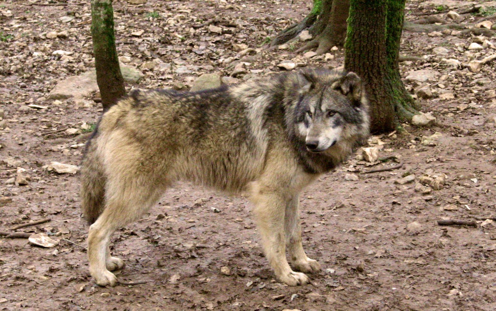 Parc animalier de Gramat