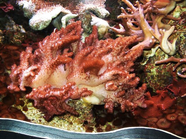 Aquarium Sea Life