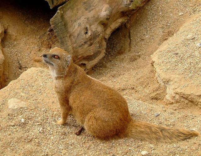 Muséum de Besançon - Le Jardin zoologique