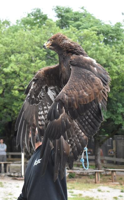 Rocher des Aigles