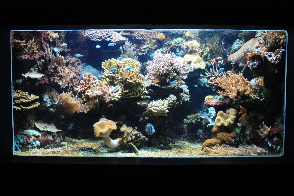 Aquarium Marin du Cap d'Agde