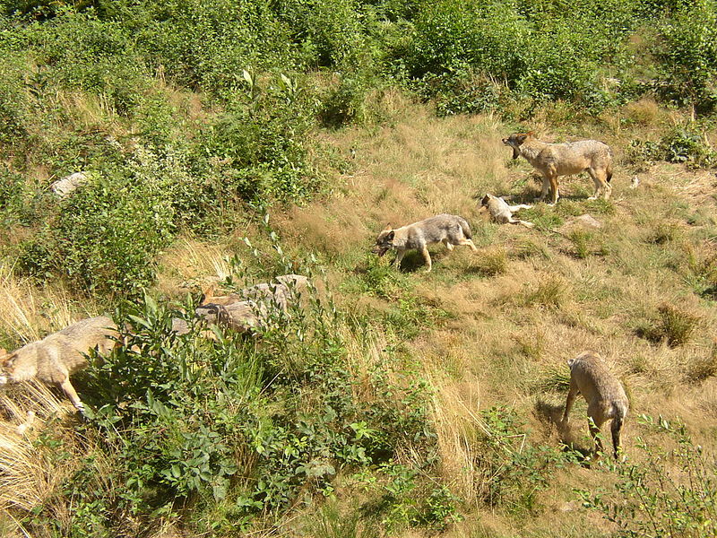Parc animalier des Monts de Guéret Les Loups de Chabrières By Alertomalibu Own work CC BY-SA 3.0 via Wikimedia Commons