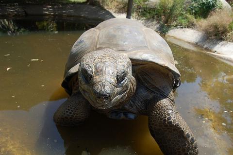 La Vallee des Tortues By Vallée des Tortues (Own work) CC BY-SA 3.0 via Wikimedia Commons