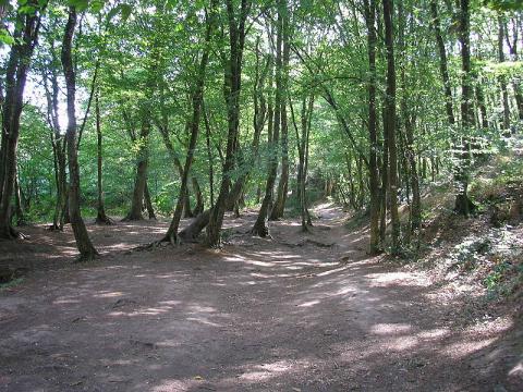 Paimpont et la forêt de Brocéliande By Suzelfe CC BY-SA 3.0 via Wikimedia Commons