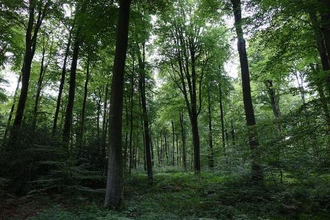 Forêt d'Eawy By Eponimm CC BY-SA 4.0 via Wikimedia Commons