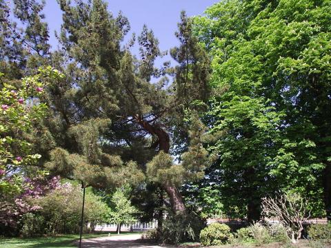Jardin des Plantes de Rouen By Titicanar via Wikimedia Commons