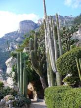 Jardin exotique de Monaco By Parisette [Public domain], via Wikimedia Commons