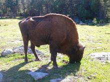 Réserve de bisons d'Europe de Sainte-Eulalie By Lubman04 (Own work) CC BY-SA 3.0 via Wikimedia Commons