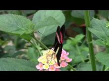 L'île aux papillons en vidéo