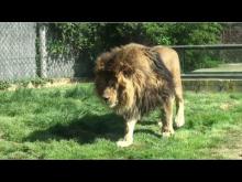 Parc zoologique de Saint-Martin-la-Plaine en vidéo