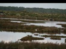Parc Ornithologique du Teich en vidéo