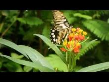 Le Jardin aux Papillons en vidéo