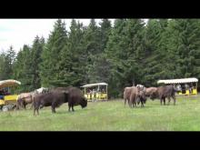 Réserve de bisons d'Europe de Sainte-Eulalie en vidéo