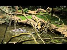 Bioparc de Doué la Fontaine en vidéo