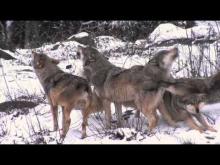 Parc animalier des Monts de Guéret Les Loups de Chabrières en vidéo
