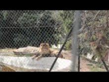Parc Zoologique de Fréjus en vidéo