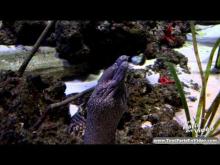 Aquarium de Paris - Cineaqua en Vidéo