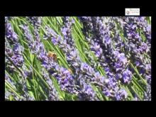 Distillerie Bleu Provence en vidéo