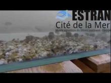 Estran Cité de la mer en vidéo