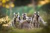 Lemuriens Zoo labenne