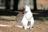 Wallaby blanc - Zoo Labenne