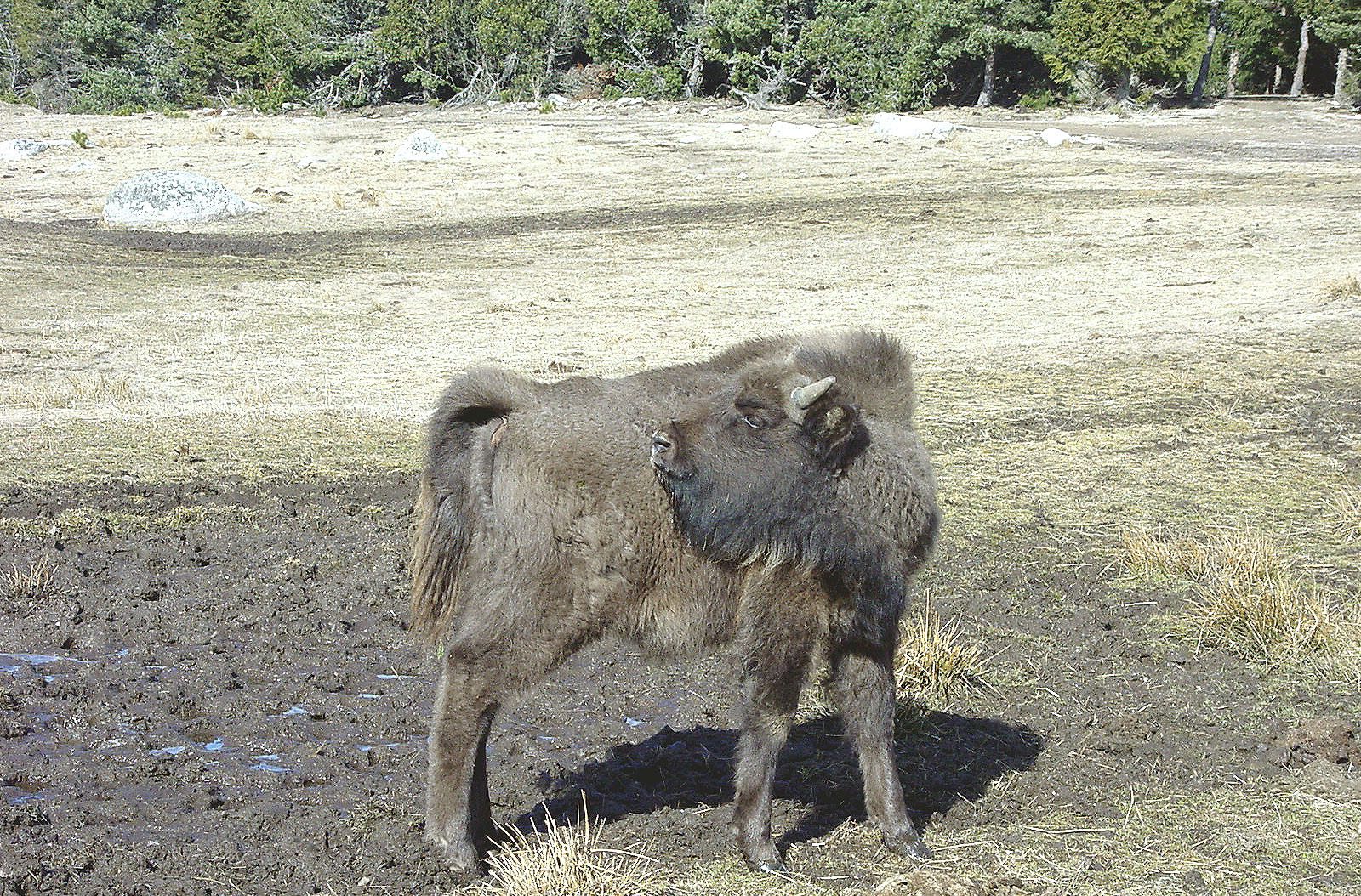 Réserve des Bisons d'Europe