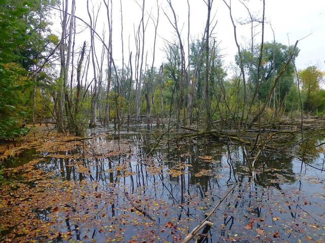 Petite Camargue alsacienne