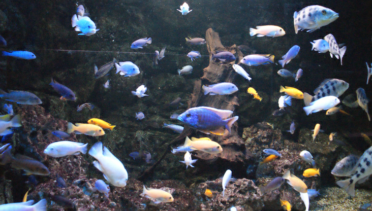 Aquarium du Limousin 