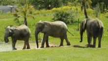 Zoo African safari de Plaisance-du-Touch