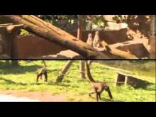 Natur'Zoo de Mervent en vidéo 