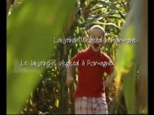 Labyrinthe Végétal de Romagne en vidéo