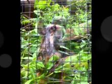Zoo d'Amiens en vidéo