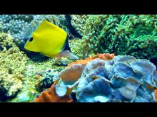L'Aquarium du Grand Lyon en Vidéo